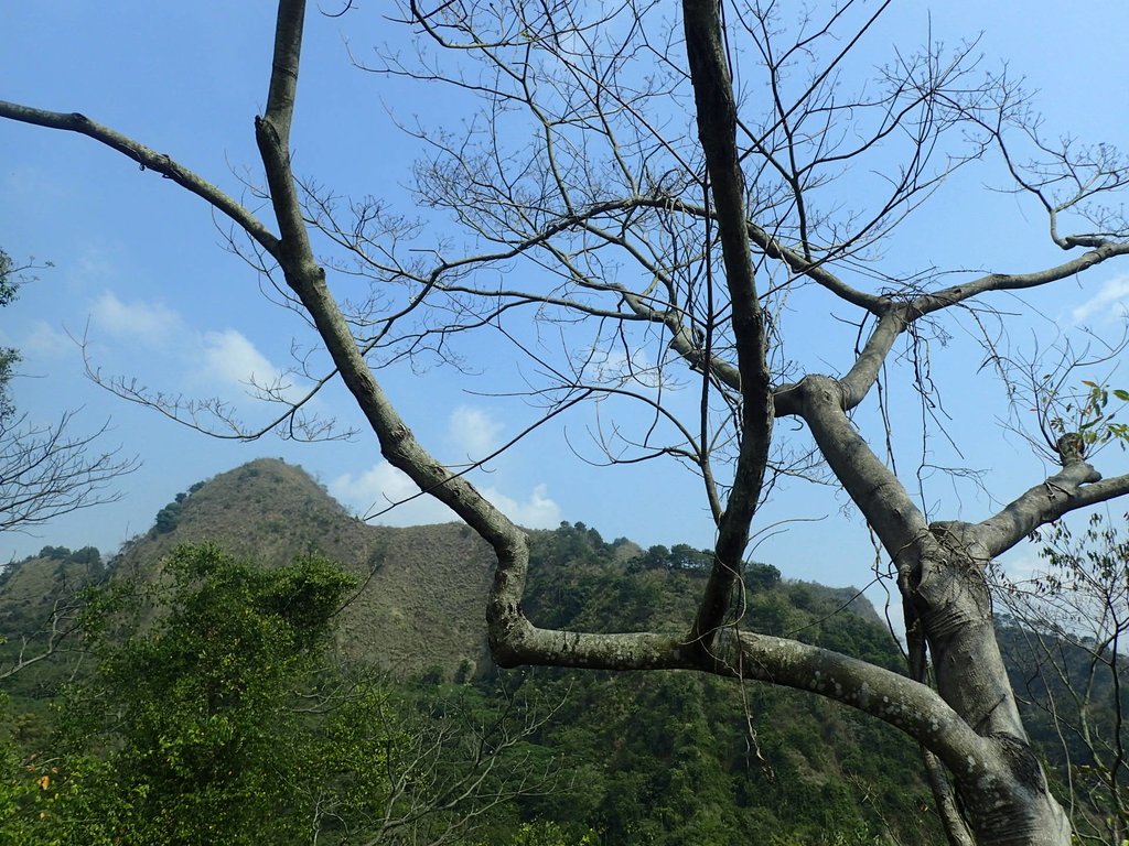 P3016048.JPG - 草屯平林  九九峰森林步道