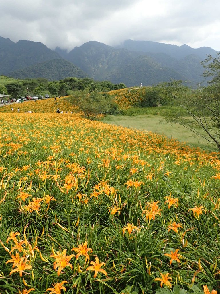 P9087979.JPG - 富里  六十石山  金針花季