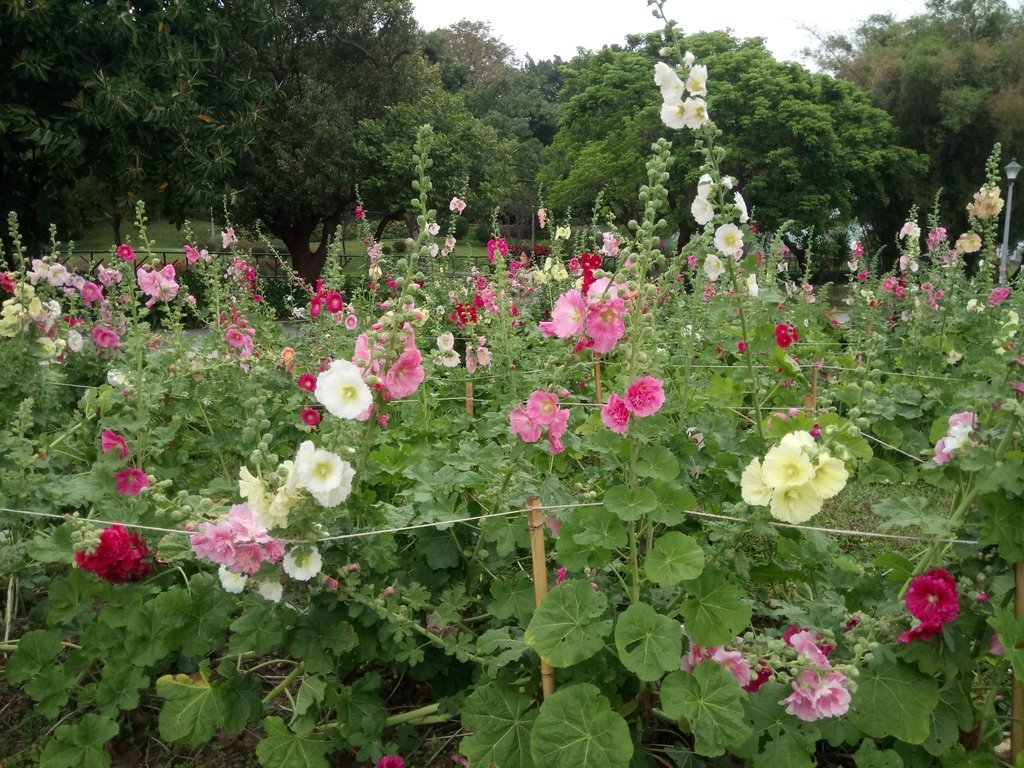 DSC_9207.JPG - 花博公園  蜀葵花季