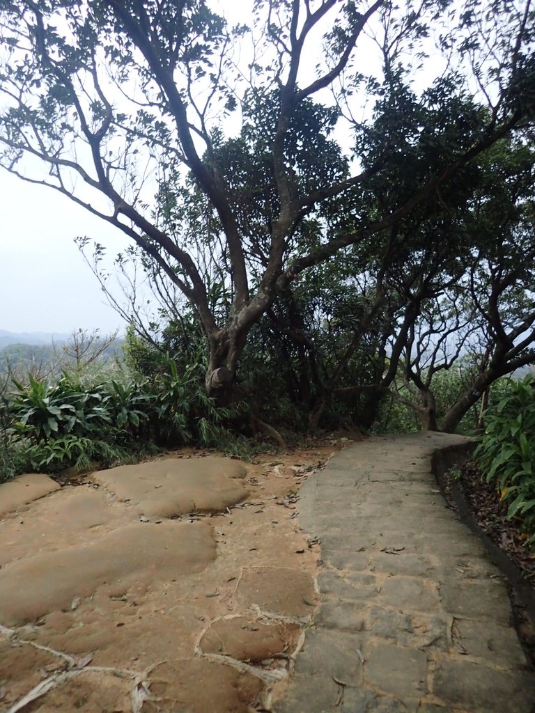 P3116939.JPG - 內湖  白鷺鷥山親山步道