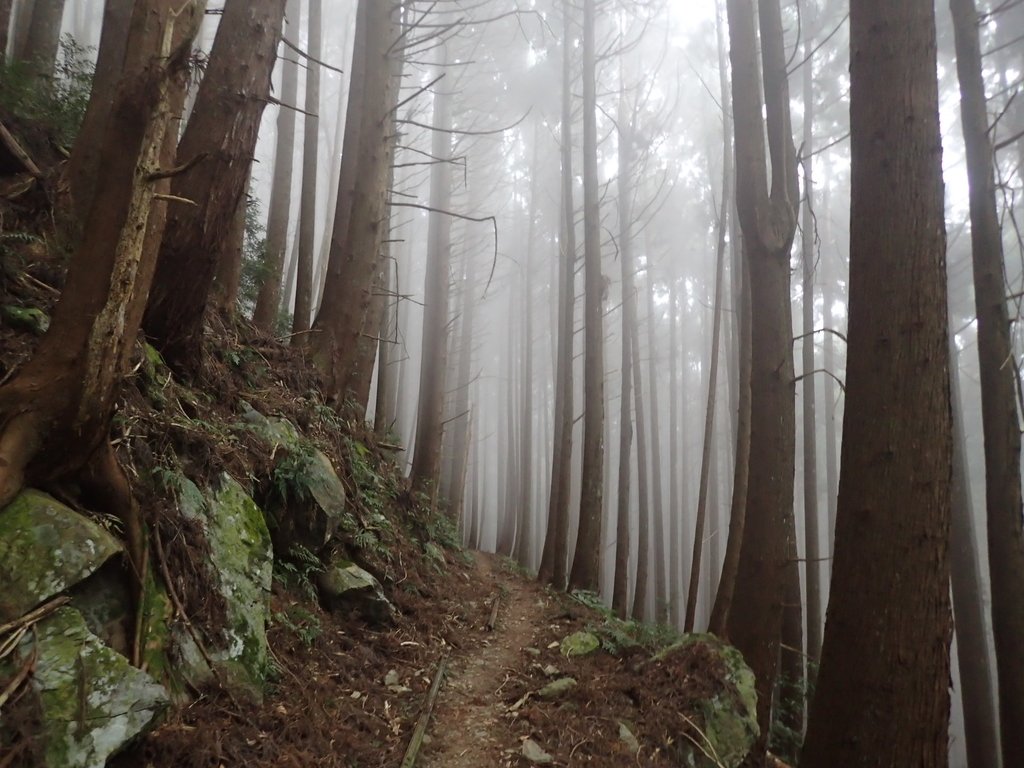 P2035001.JPG - 南庄  加里山  森林鐵道