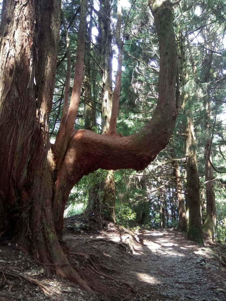 DSC_9927.JPG - 谷關七雄之  馬崙山  (下)