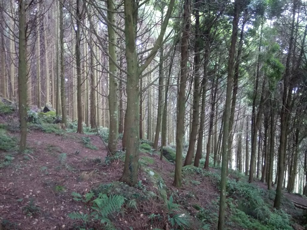 DSC_1024.JPG - 新竹  五指山登山步道