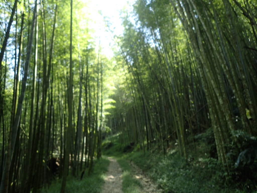 PA040432.JPG - 魚池  大尖山登山步道