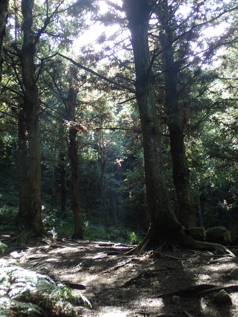 P7235817.JPG - 台中和平  長壽山登山步道  (上)