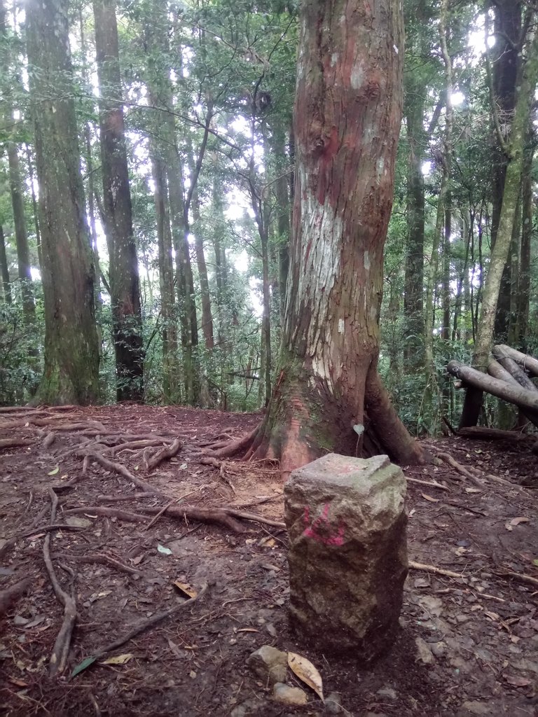 DSC_5247.JPG - 台中和平  長壽山登山步道  (下)