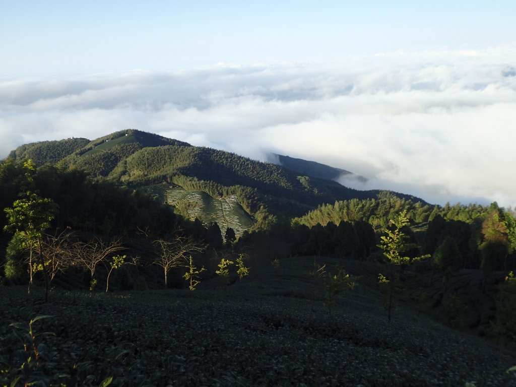 P1076357.JPG - 鹿谷  大崙山觀光茶園  (02)