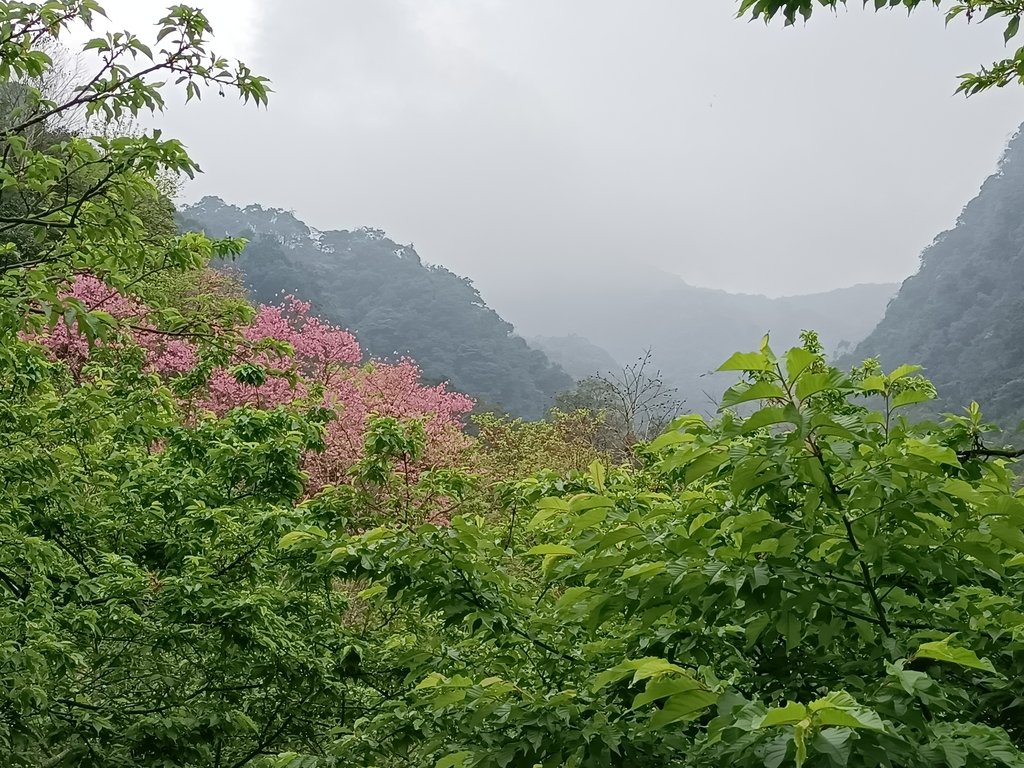 IMG20210226122254.jpg - 三峽  熊空  大熊櫻花林