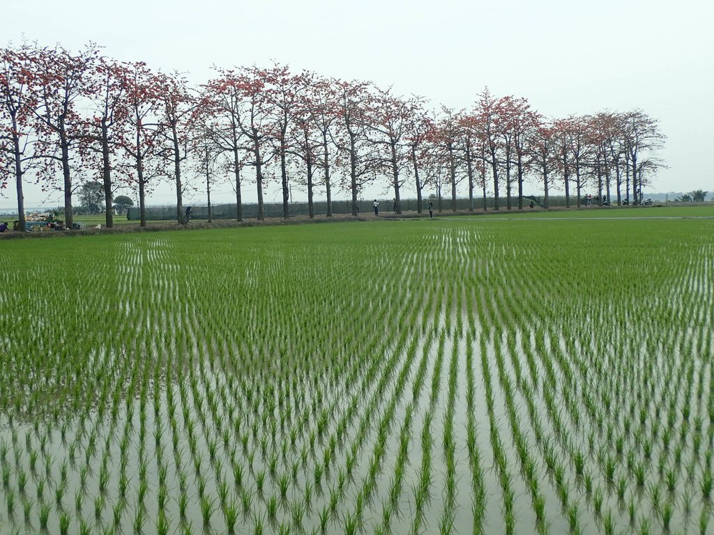 P3066533.JPG - 竹塘  田頭  木棉花道