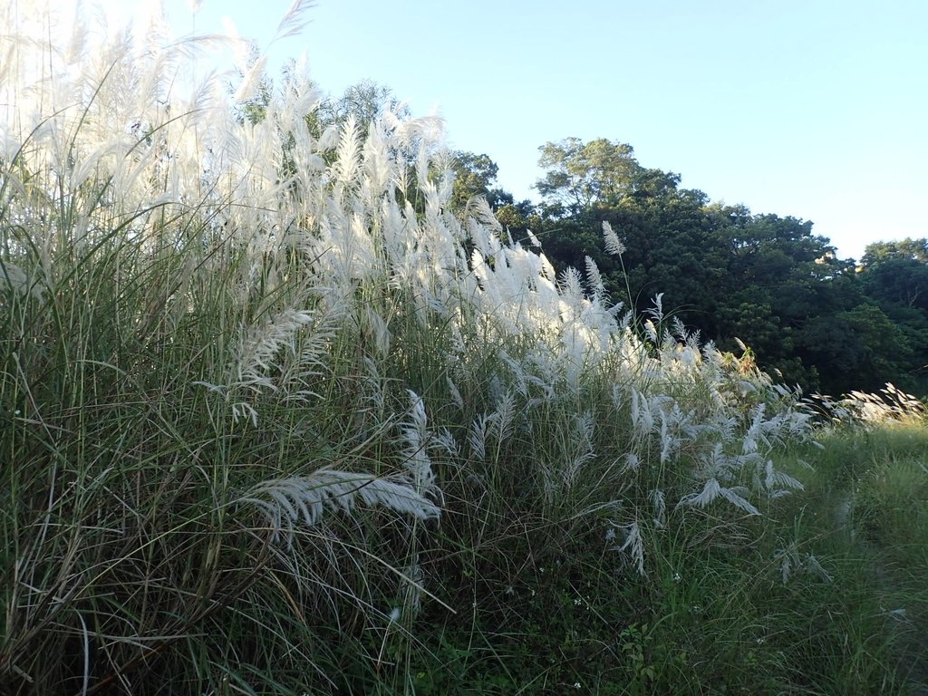 PB169281.JPG - 屈尺高灘地  甜根子草