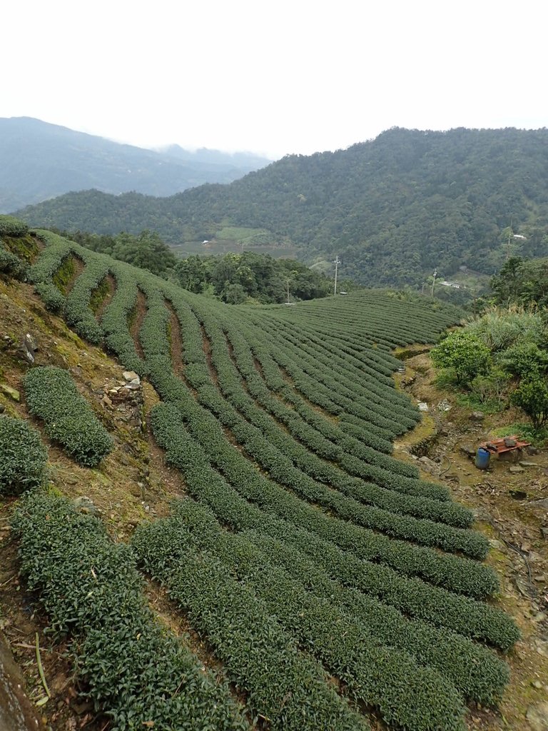 P3170475.JPG - 坪林  大湖尾茶園風光