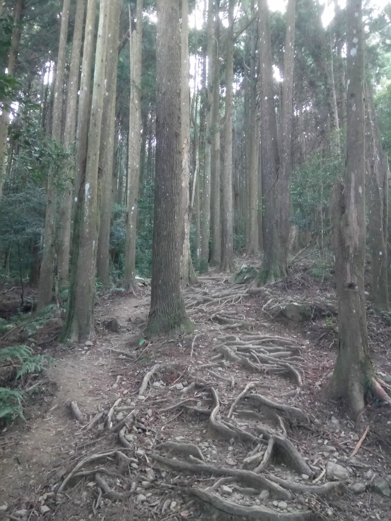 DSC_3578.JPG - 南庄  大坪林道  杜鵑嶺