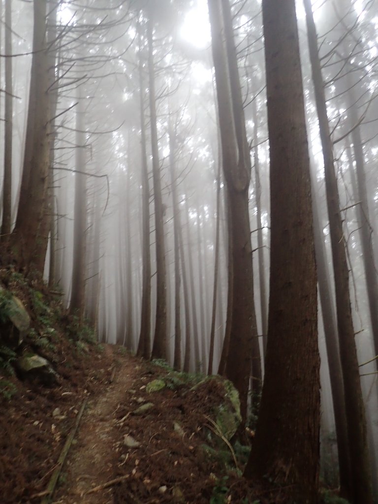 P2035002.JPG - 南庄  加里山  森林鐵道