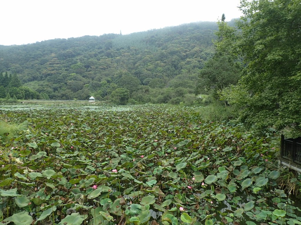 P9250254.JPG - 南庄  向天湖之  環湖步道