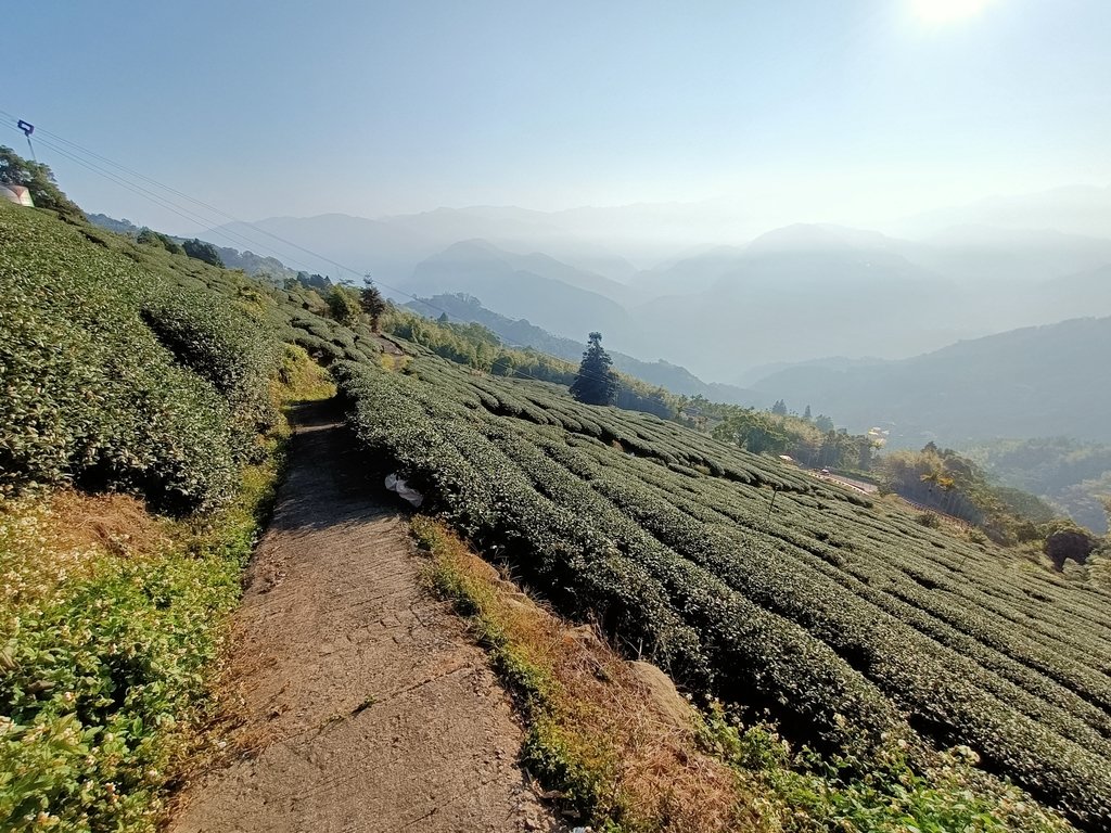 IMG20210130081354.jpg - 梅山  二尖山  龍眼茶園風光