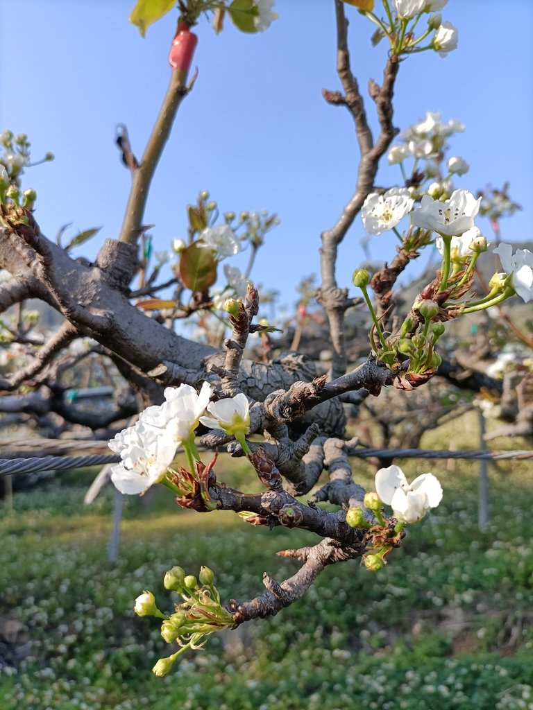 IMG20210221154526.jpg - 東勢  燥坑  高接梨果園之美