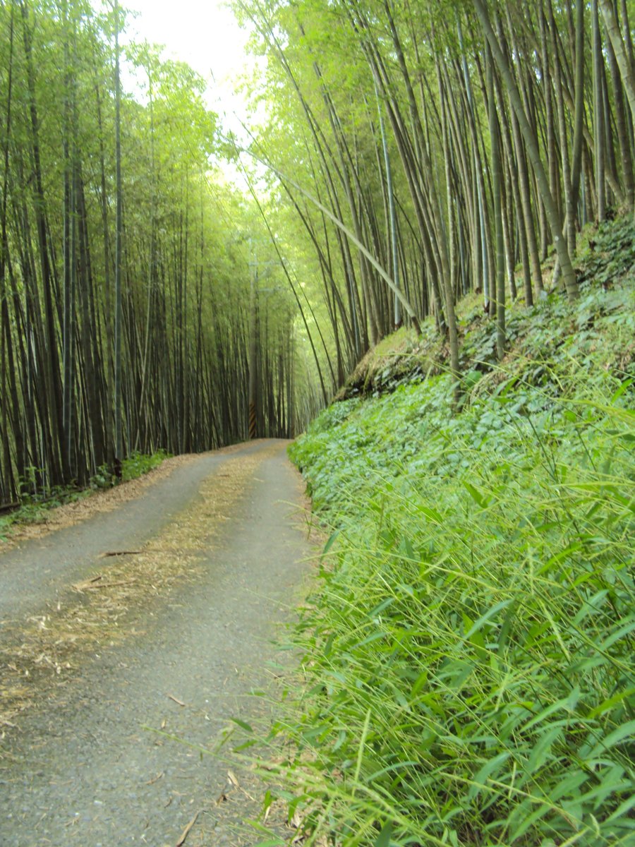 DSC08036.JPG - 竹山  大諳  孟宗竹蔭隧道