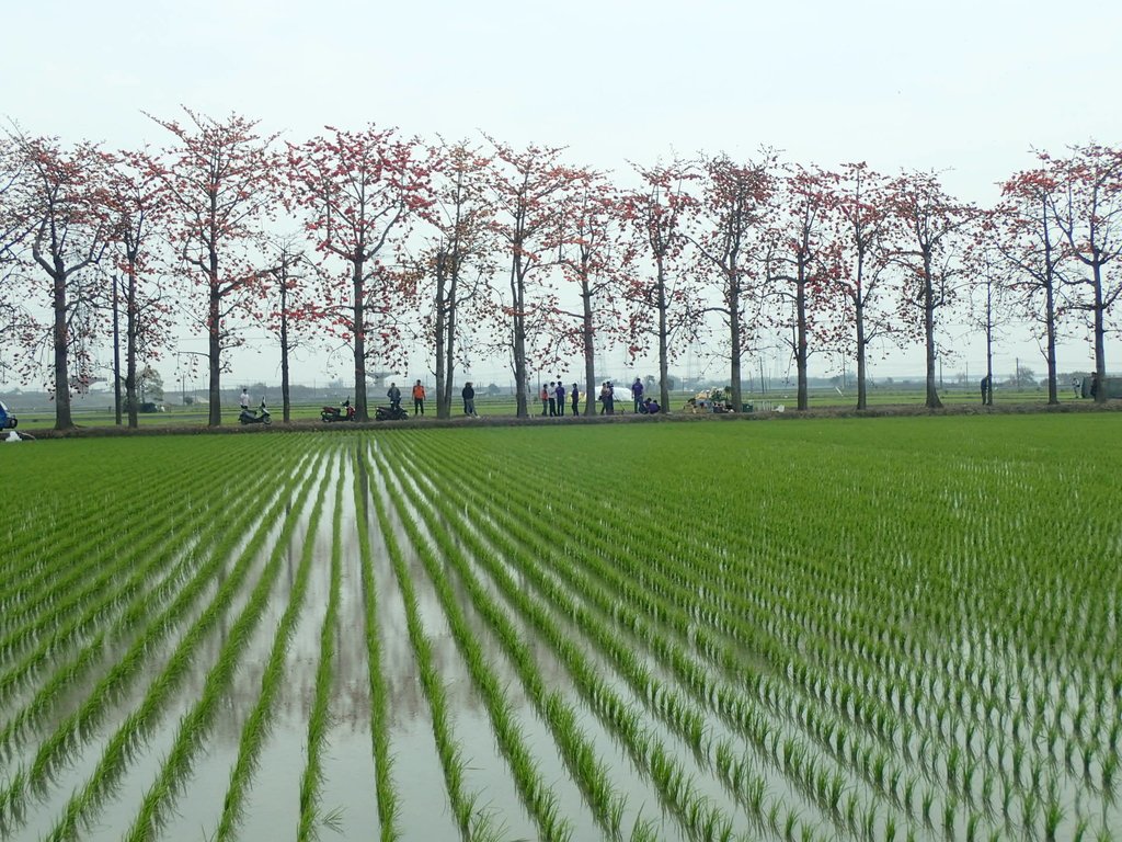 P3066535.JPG - 竹塘  田頭  木棉花道