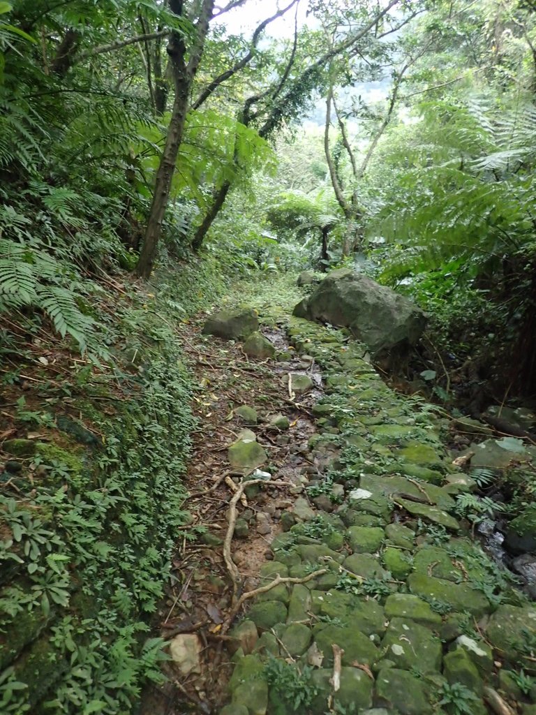 P1263969.JPG - 金山  大路崁古道