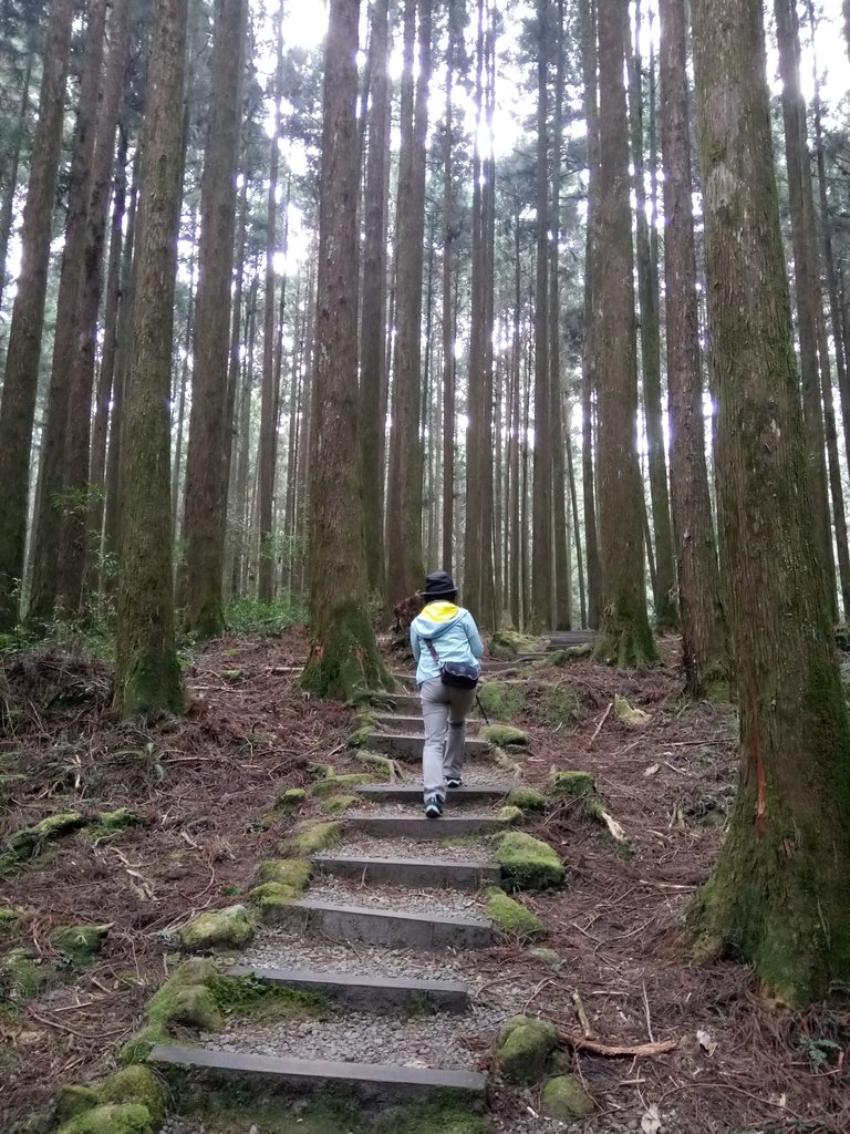 DSC_1557.JPG - 阿里山  二萬坪步道