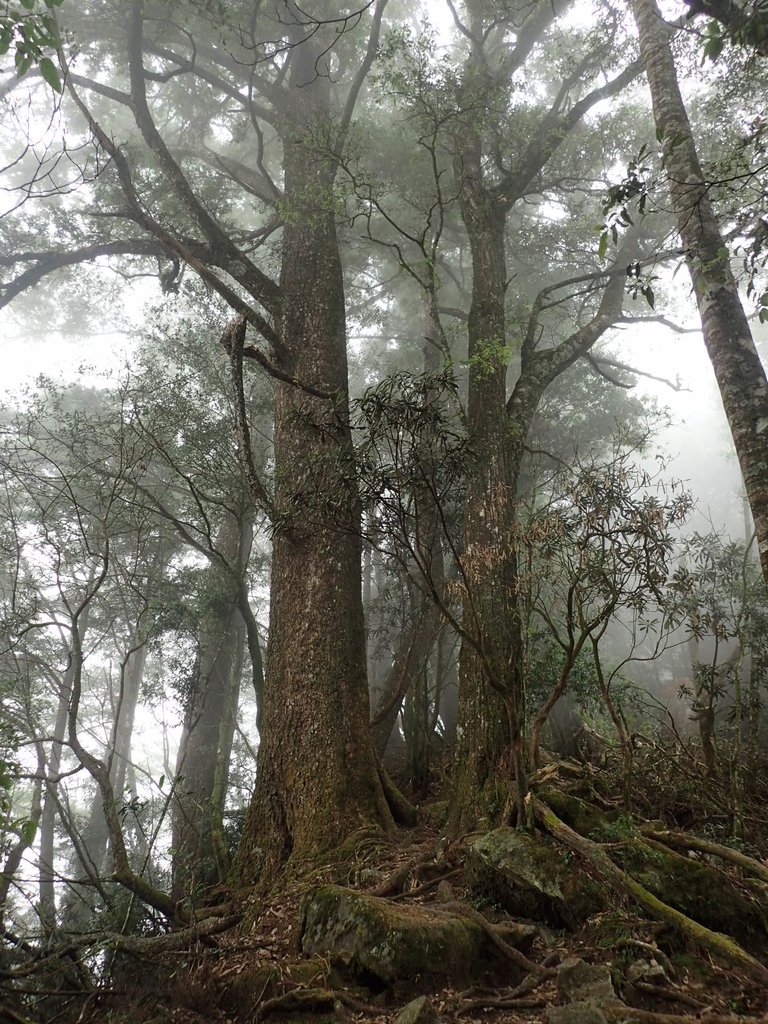 PA185691.JPG - 台中  和平  稍來山南峰