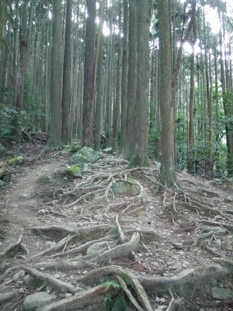 DSC_3579.JPG - 南庄  大坪林道  杜鵑嶺