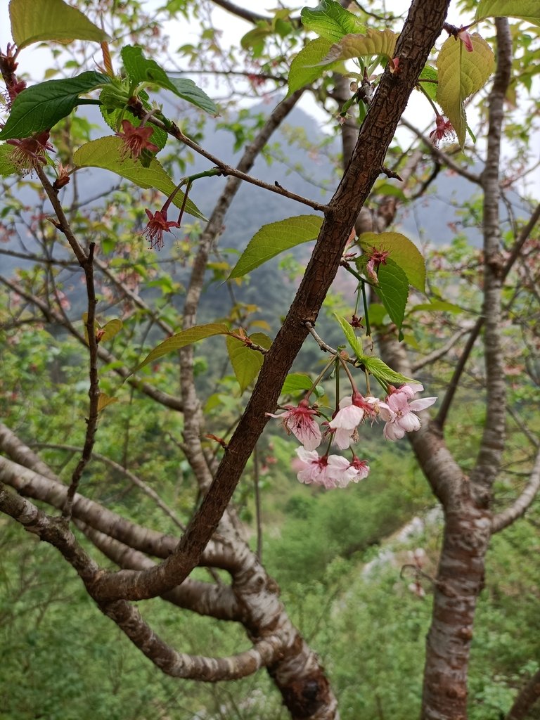 IMG20210226122845.jpg - 三峽  熊空  大熊櫻花林