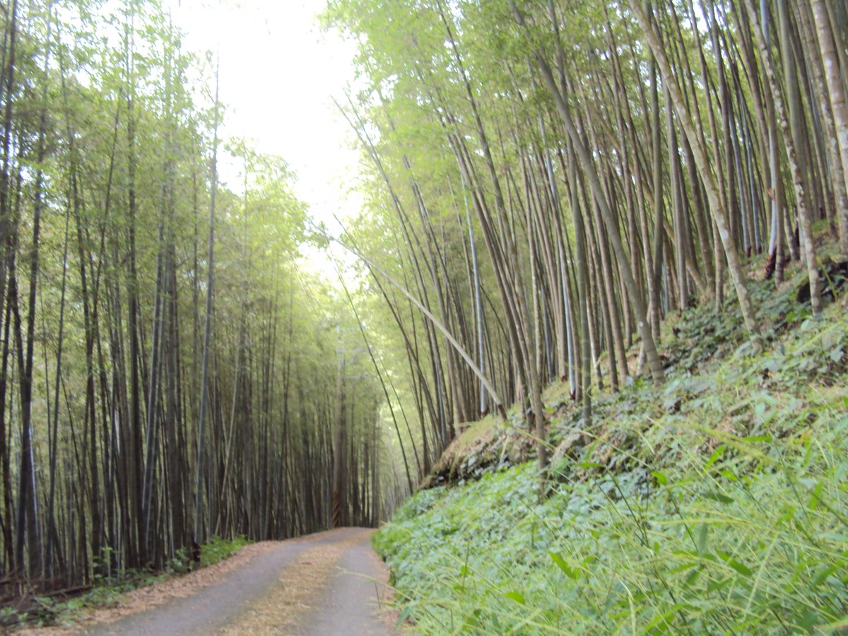 DSC08037.JPG - 竹山  大諳  孟宗竹蔭隧道