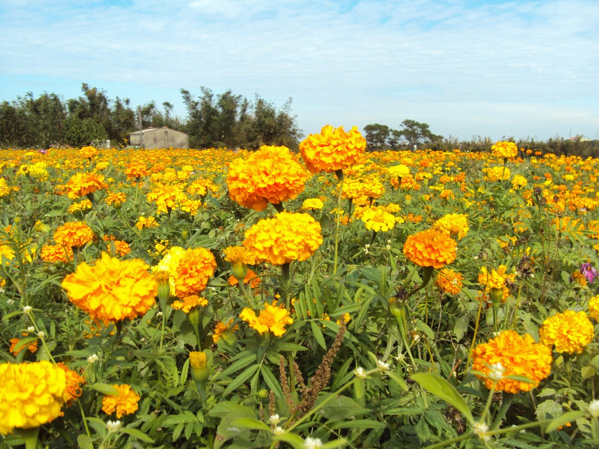 DSC04388.JPG - 中壢  山下里  黃色萬壽菊