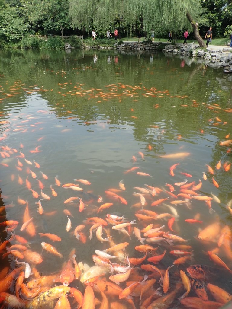 P6063173.JPG - 杭州西湖  花港觀魚