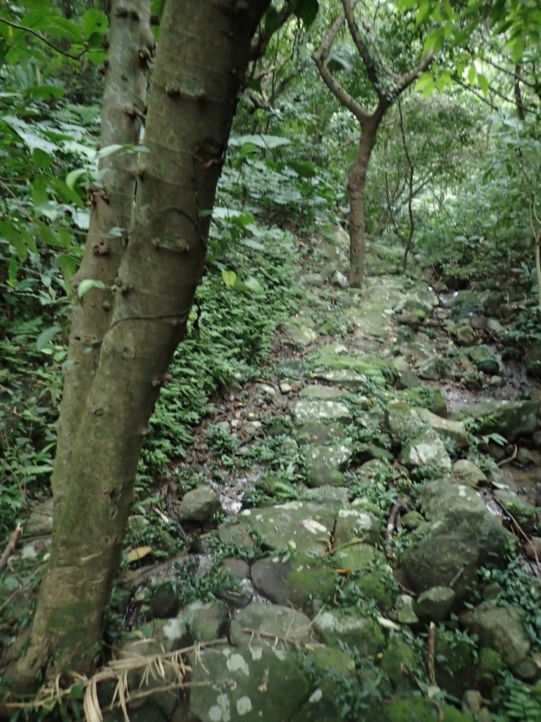 P1263970.JPG - 金山  大路崁古道