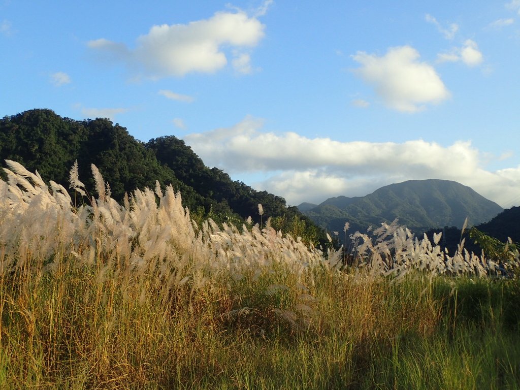 PB169296.JPG - 屈尺高灘地  甜根子草