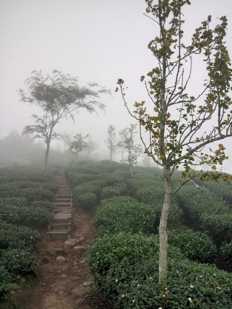 DSC_0469.JPG - 鹿谷  大崙山  霧中茶園之美(02)