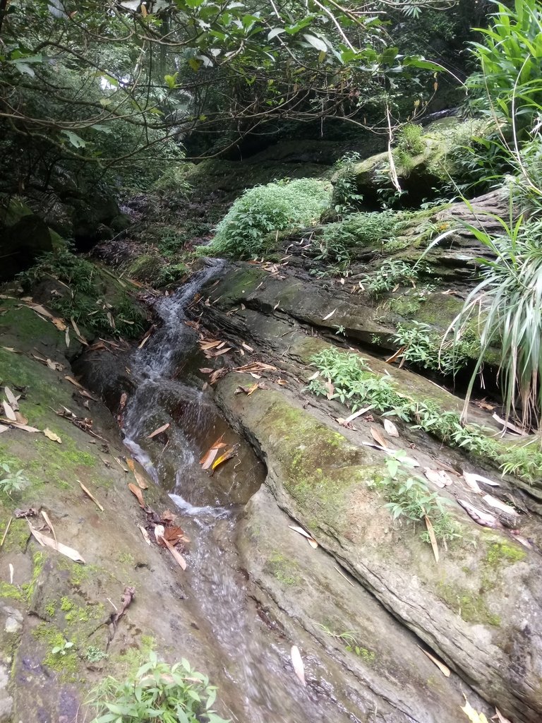 DSC_0568.JPG - 鹿谷  長源圳古道
