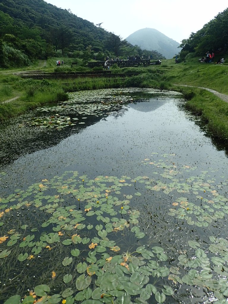 P5268848.JPG - 大屯山賞蝶季