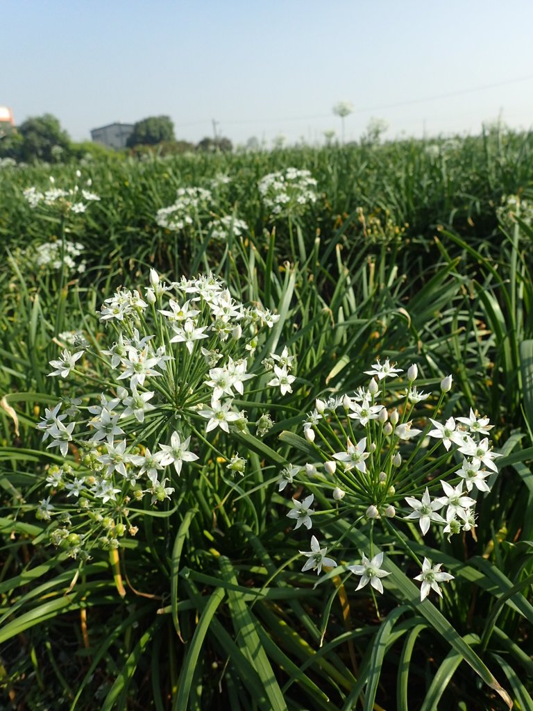 PB108271.JPG - 竹塘  溪墘  韭菜花田