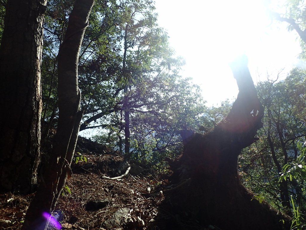 P3167146.JPG - 谷關  德芙蘭步道