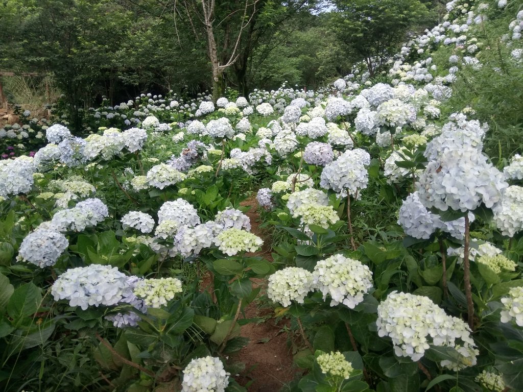 DSC_9311.JPG - 萬里  高家繡球花田