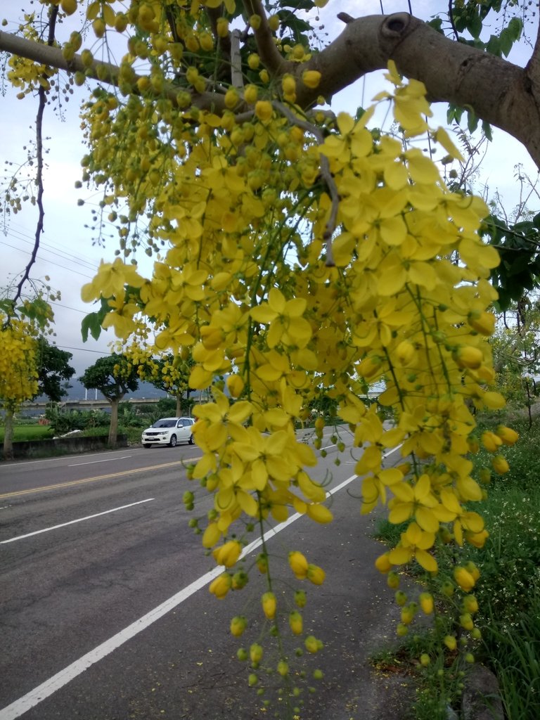 DSC_9511.JPG - 大甲  大安溪  北堤岸風光