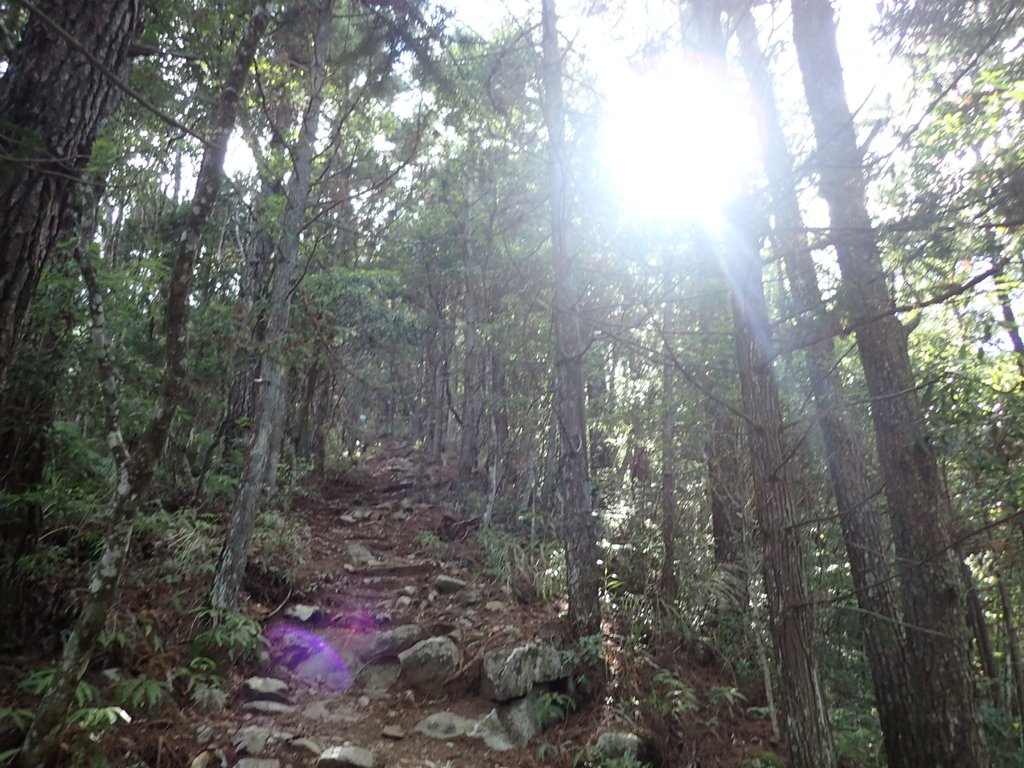 P6054041.JPG - 谷關七雄之  馬崙山  (上)