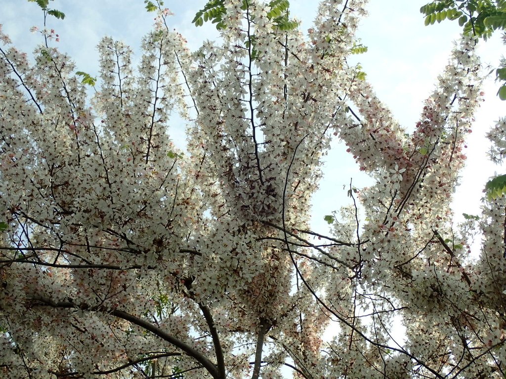 P4030105.JPG - 路竹  一甲國小  花旗木