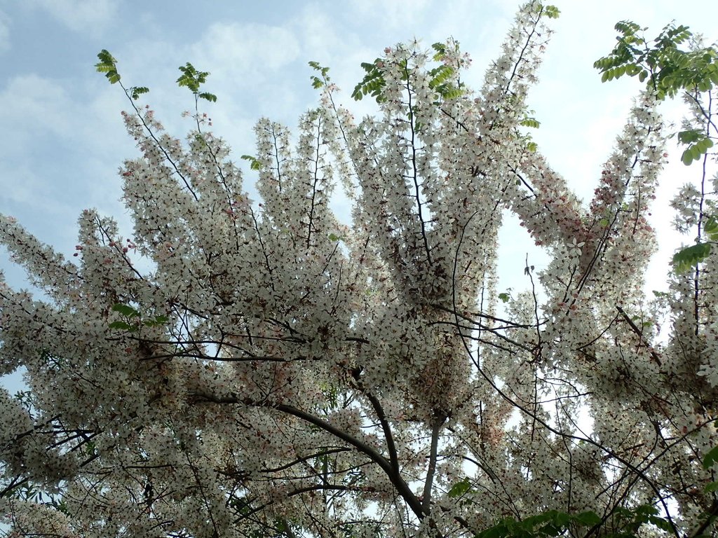 P4030097.JPG - 路竹  一甲國小  花旗木