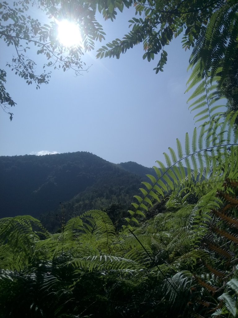 DSC_4019.JPG - 魚池  過坑山登山步道