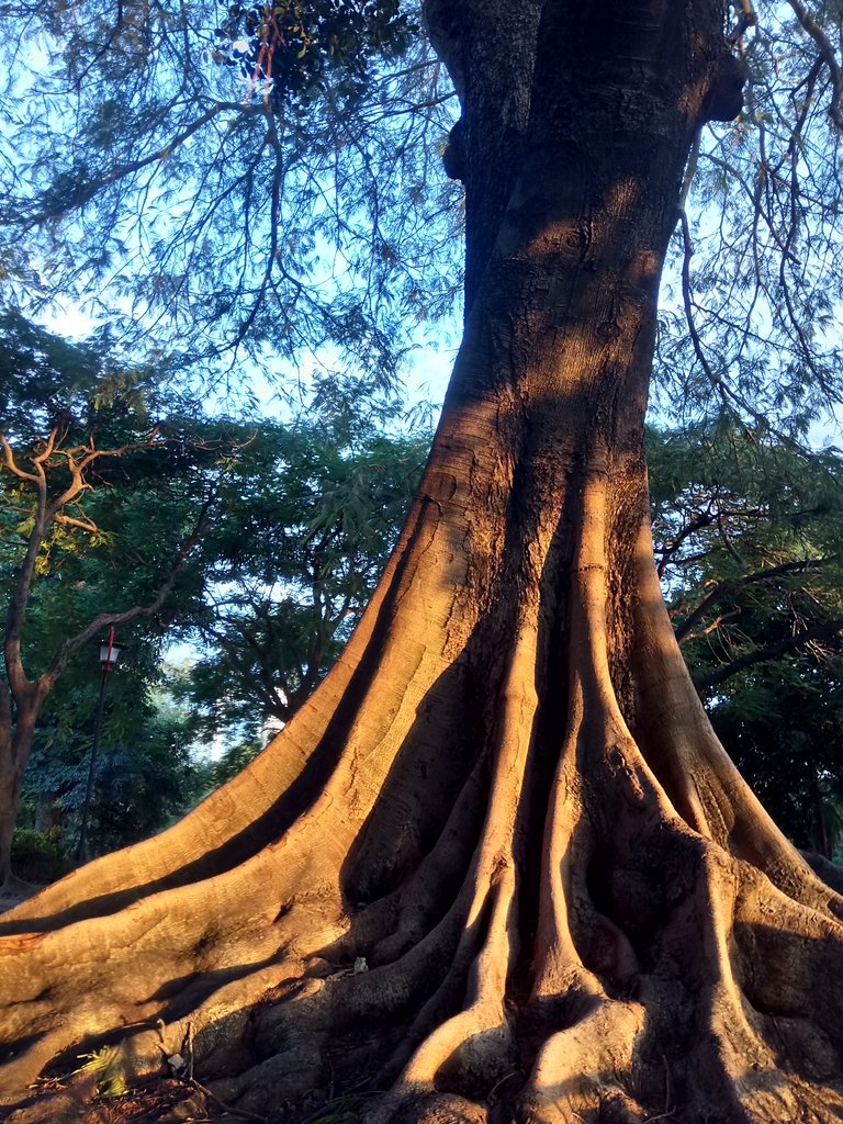 DSC_9959.JPG - 台中公園之  日治遺跡巡禮