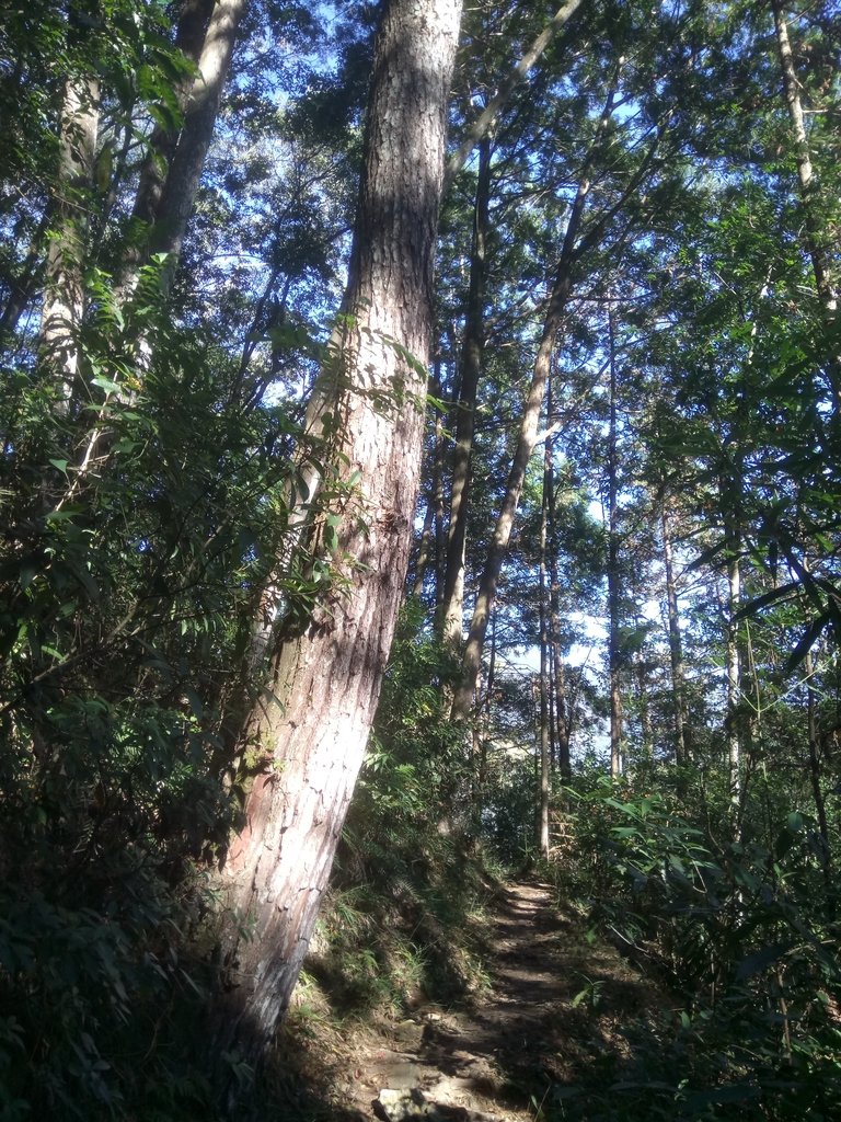 DSC_1663.JPG - 仁愛  惠蓀林場  湯公碑步道