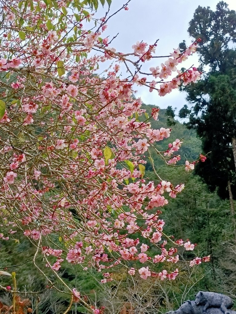 IMG20210205123338.jpg - 竹山  杉林溪森林遊樂園  路過