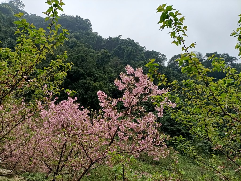 IMG20210226123114.jpg - 三峽  熊空  大熊櫻花林