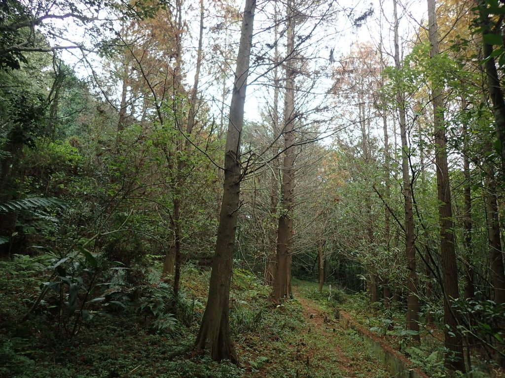 P1122695.JPG - 大直圓山風景區  劍潭山