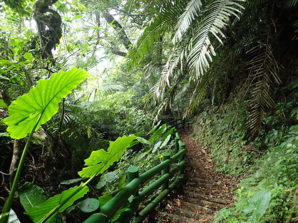 PA231637.JPG - 草嶺  茄苳步道  峭壁雄風
