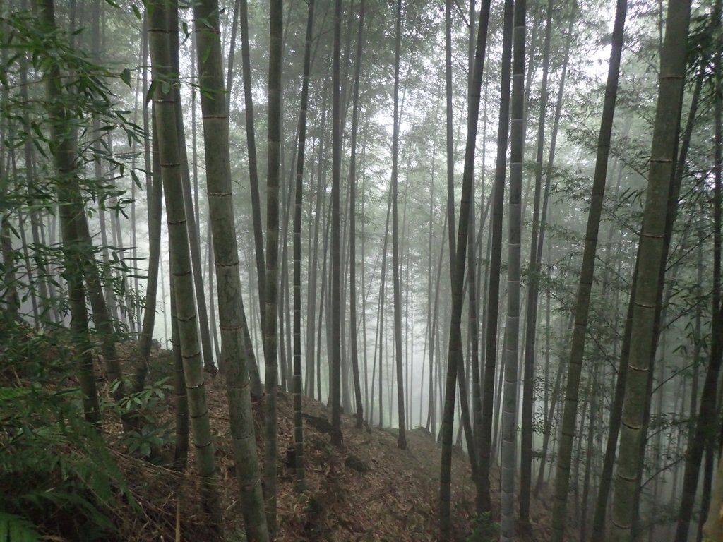 PA171040.JPG - 鹿谷  大崙山  霧中茶園之美(03)